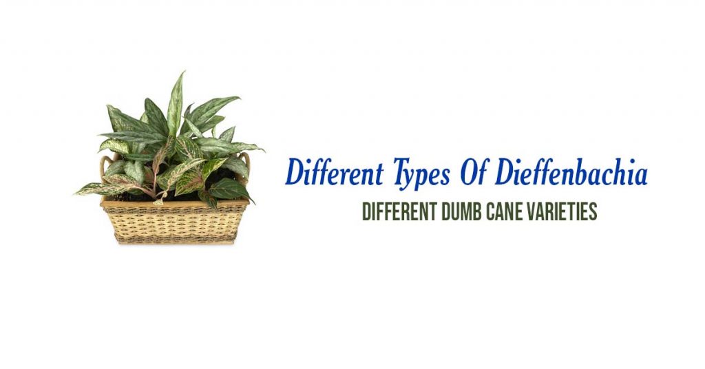 What Are The Different Types Of Dieffenbachia - Different Dumb Cane Varieties