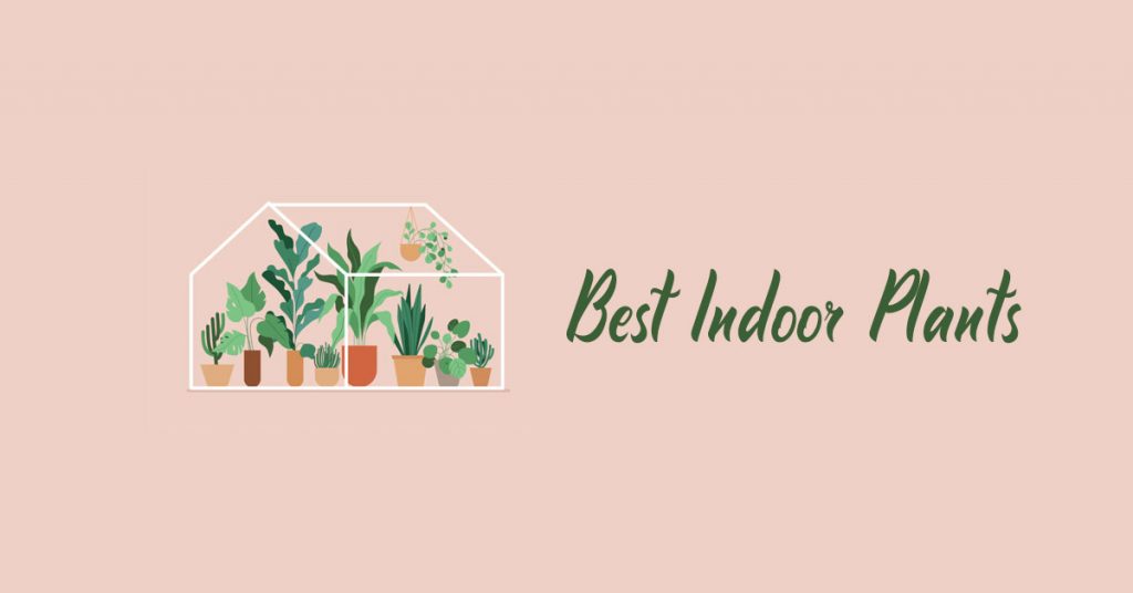 10+ Beautiful Indoor Plants For Your Indoor Garden [Part 1]