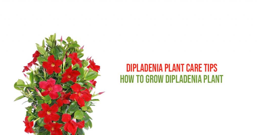 How To Grow Dipladenia Plant