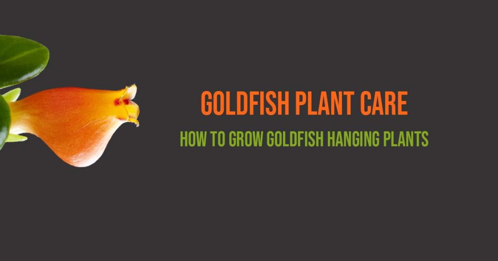 Goldfish Plant Care: How To Grow Goldfish Hanging Plant
