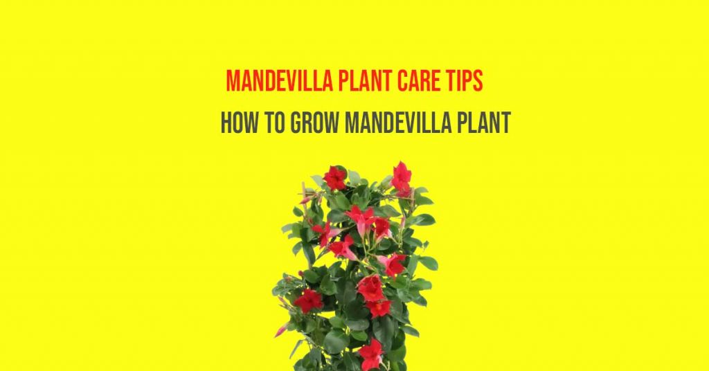 How To Grow Mandevilla Plant: Type Of Diseases And Taking Care