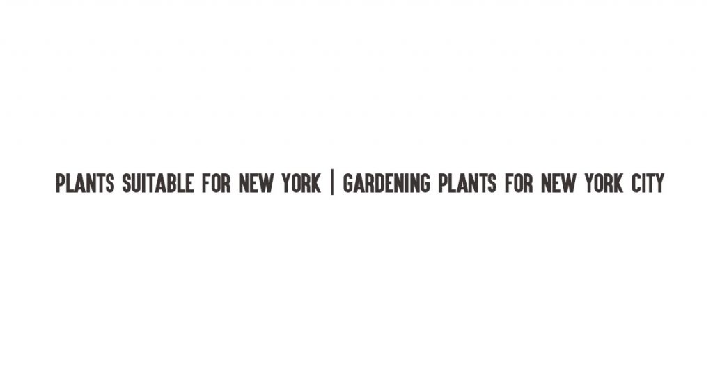 Plants Suitable For New York | Gardening Plants For New York City