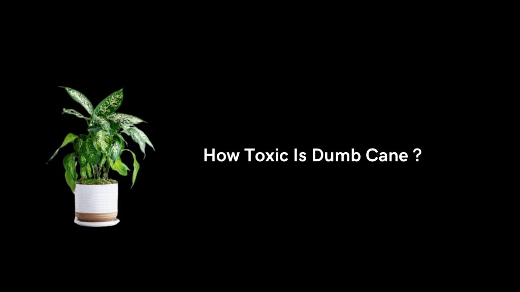 How Toxic Is Dumb Cane ? Dumb Cane Poisonous Effects