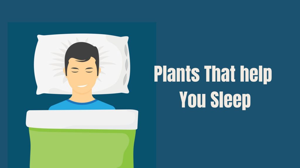 Plants That help You Sleep