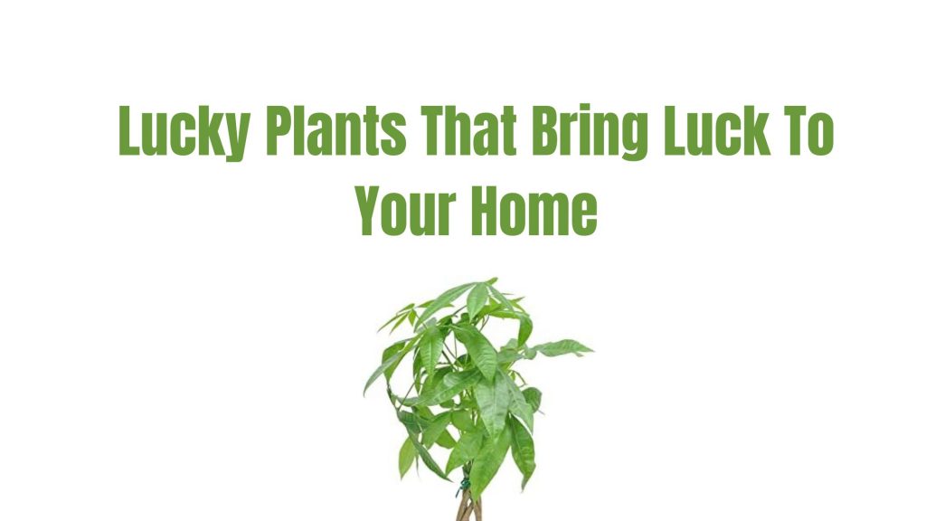Lucky Plants That Bring Luck To Your Home