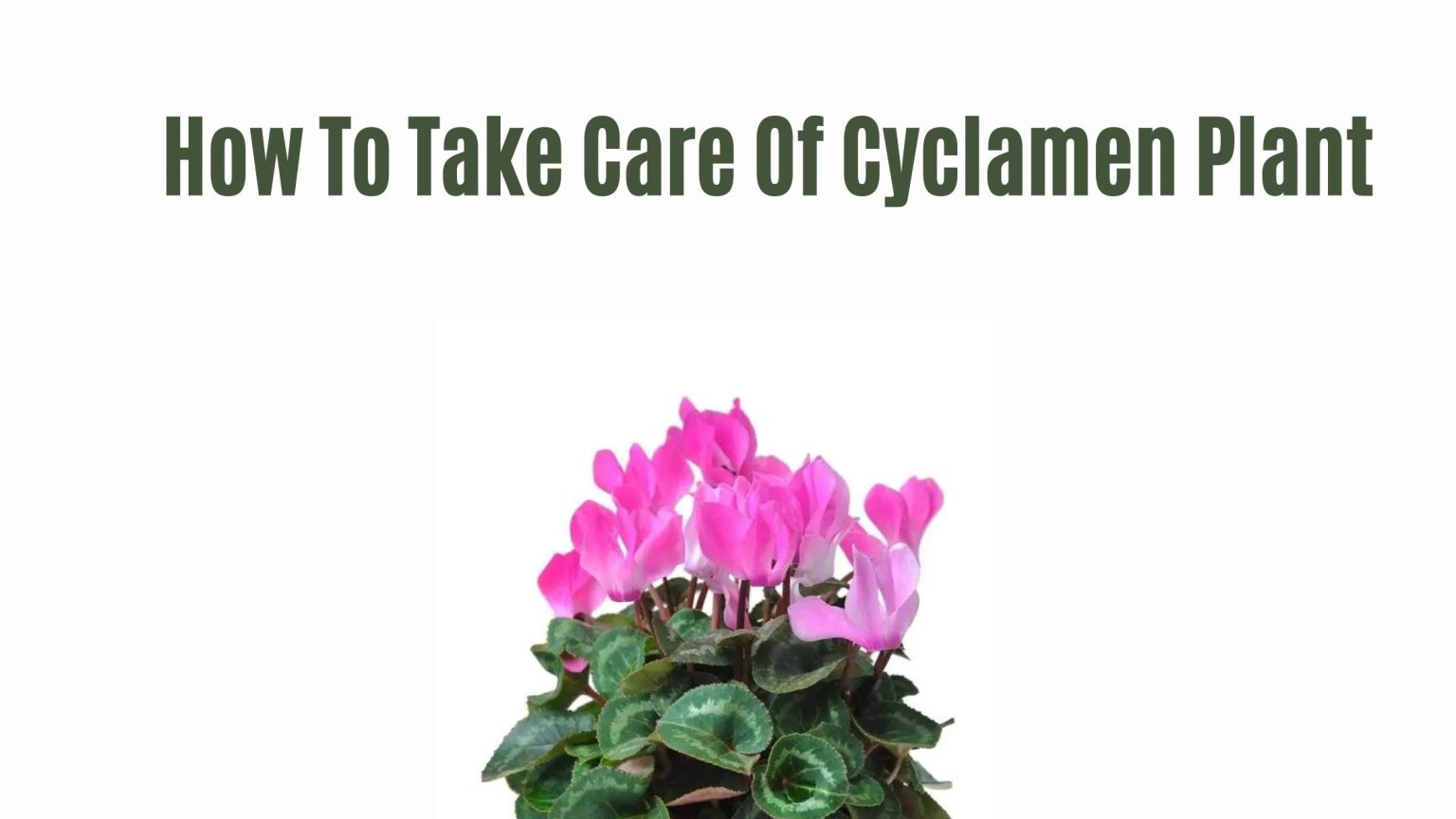 How To Take Care Of Cyclamen Plant In 2023 Garden Take Care Guide how-to-take-care-of-cyclamen-plant-in-2023-garden-take-care-guide